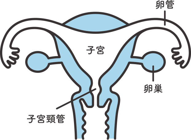 図：女性のからだ